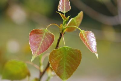 Populus × canadensis 'Serotina Aurea' - topol kanadský - jarní listy