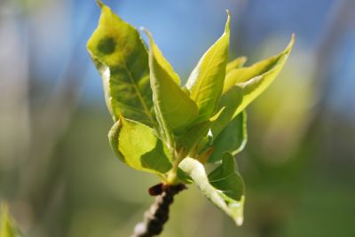 Populus × candicans 'Aurora' - topol bělavý