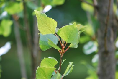 Populus nigra 'Italica' - topol černý