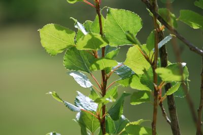 Populus nigra 'Italica' - topol černý - jaro