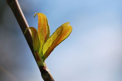 Populus purdomii - topol Purdomův - jarní rašení