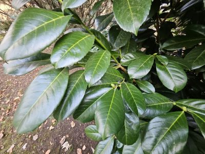 Prunus laurocerasus Etna 'Anbry' - bobkovišeň lékařská