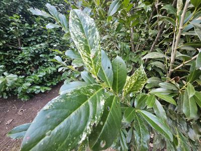 Prunus laurocerasus 'Ivory' - bobkovišeň lékařská