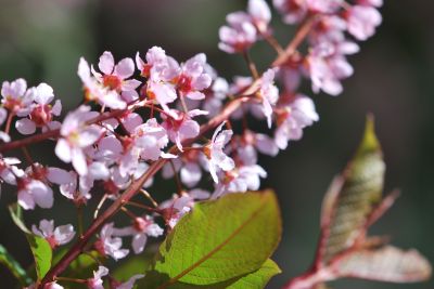 Prunus padus 'Colorata' - střemcha obecná - detail květenství