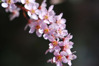 Prunus padus 'Colorata' - střemcha obecná - detail květenství 2
