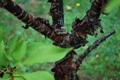 Prunus rufa - třešeň himálajská - borka