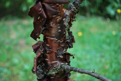 Prunus rufa - třešeň himálajská - borka - detail