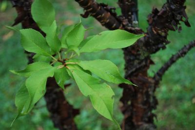 Prunus rufa - třešeň himálajská - listy