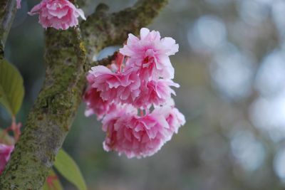 Prunus serrulata 'Kanzan' - višeň ozdobná - květ