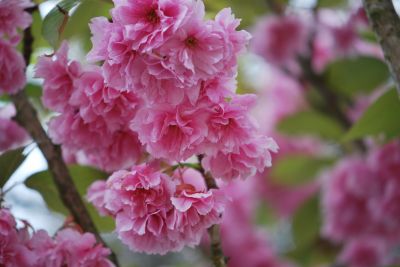 Prunus serrulata 'Kanzan' - višeň ozdobná - květy