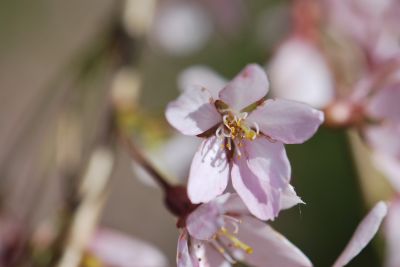 Prunus subhirtella 'Pendula' - višeň chloupkatá - květ