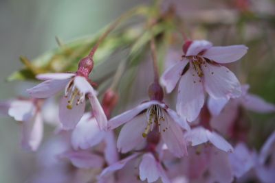 Prunus subhirtella 'Pendula' - višeň chloupkatá - květy