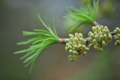 Pseudolarix amabilis -pamodřín líbezný - jaro