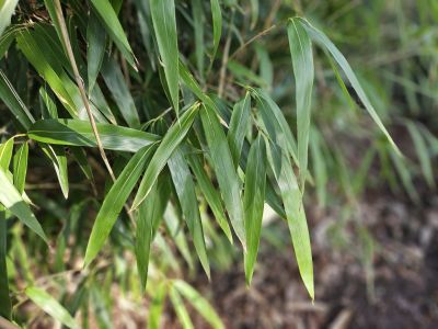 Pseudosasa japonica - bambus