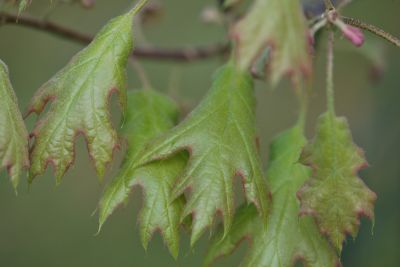 Quercus acerifolia - dub javorolistý