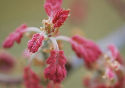 Quercus acerifolia - dub javorolistý - jarní výhon
