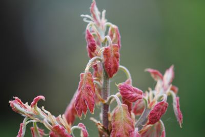 Quercus acerifolia - dub javorolistý - jaro