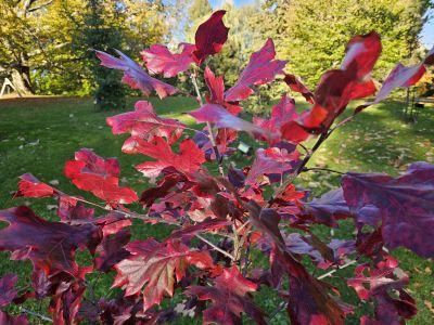 Quercus acerifolia - dub javorolistý - podzim