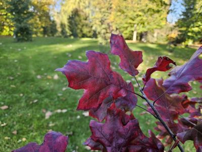 Quercus acerifolia - dub javorolistý - podzim   