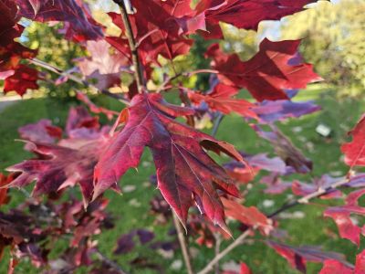 Quercus acerifolia - dub javorolistý - podzim 