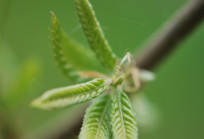 Quercus acutissima - dub špičatolistý - jaro
