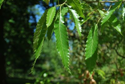 Quercus acutissima - dub špičatolistý - listy