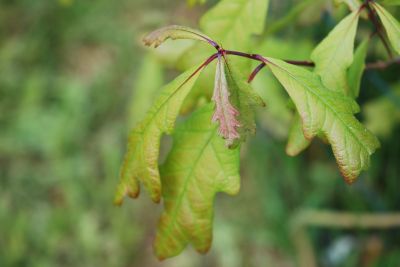 Quercus alba - dub bílý