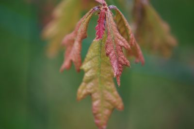 Quercus alba - dub bílý - jaro
