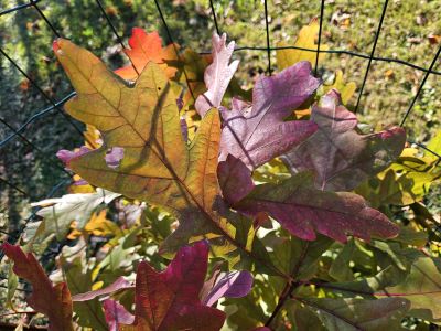Quercus alba - dub bílý - podzim