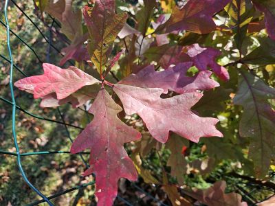 Quercus alba - dub bílý - podzim 