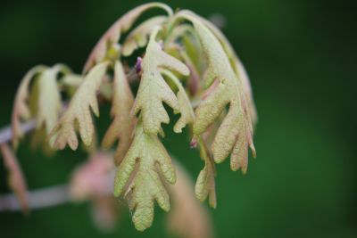Quercus alba 'Wieting' - dub bílý