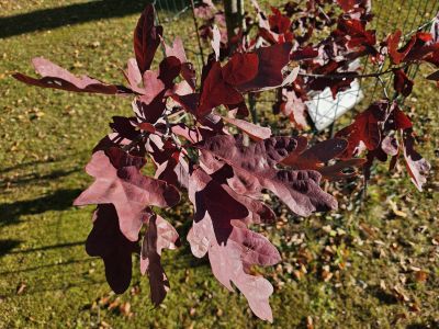 Quercus alba 'Wieting' - dub bílý - podzim