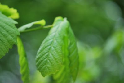 Quercus aliena- dub aliena