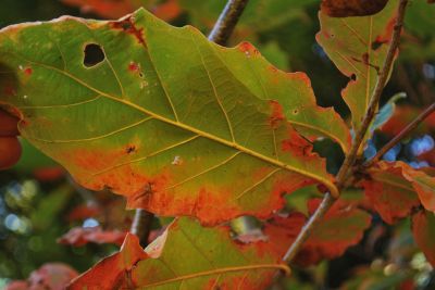 Quercus aliena - dub aliena - podzim  