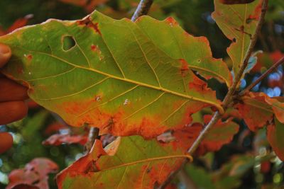 Quercus aliena - dub aliena - podzim   