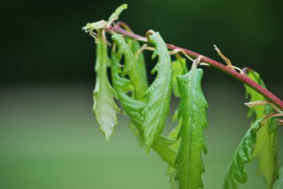 Quercus bicolor - dub dvoubarevný - jarní výhon