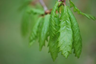 Quercus bicolor - dub dvoubarevný - jaro