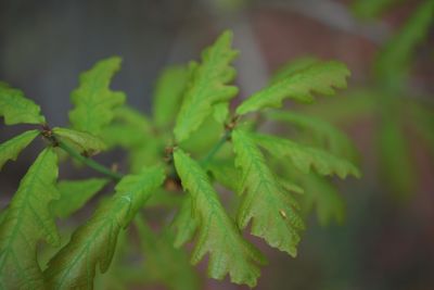 Quercus × bimundorum 'Crimschmidt' - kříženec dubu bílého a letního - jarní listy