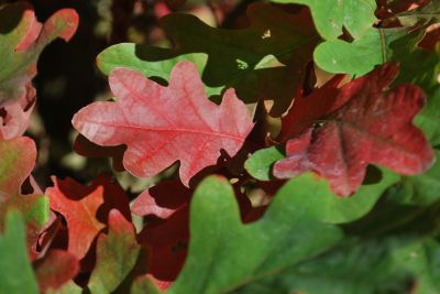 Quercus × bimundorum 'Crimschmidt' - kříženec dubu bílého a letního - podzim