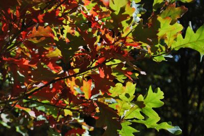 Quercus × bimundorum 'Crimschmidt' - kříženec dubu bílého a letního - podzim  