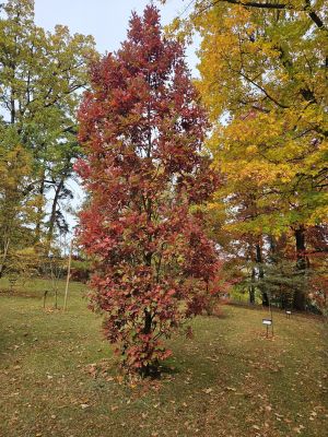 Quercus × bimundorum ´Crimschmidt´ - kříženec dubu bílého a letního - podzim