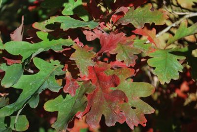 Quercus × bimundorum 'Crimschmidt' - kříženec dubu bílého a letního - podzim 