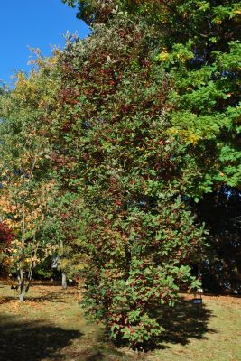 Quercus × bimundorum 'Crimschmidt' - kříženec dubu bílého a letního - podzim - celek