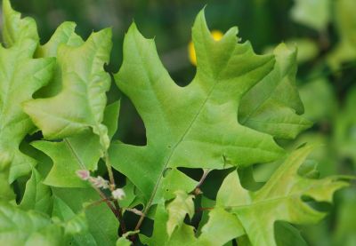 Quercus buckleyi - dub Buckleyův