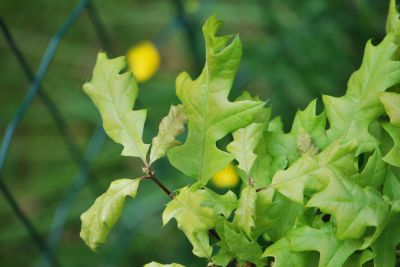 Quercus buckleyi - dub Buckleyův - jaro