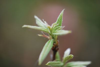 Quercus castaneifolia 'Green Spire' - dub kaštanolistý - jaro
