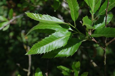 Quercus castaneifolia 'Green Spire' - dub kaštanolistý - list