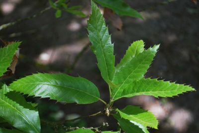 Quercus castaneifolia 'Green Spire' - dub kaštanolistý - listy