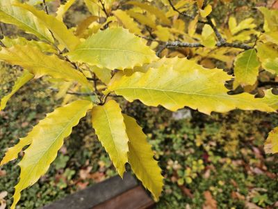 Quercus castaneifolia 'Green Spire' - dub kaštanolistý - podzim