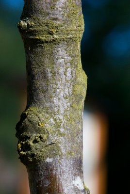Quercus cerris 'Argenteovariegata' - dub cer, rakouský - kůra